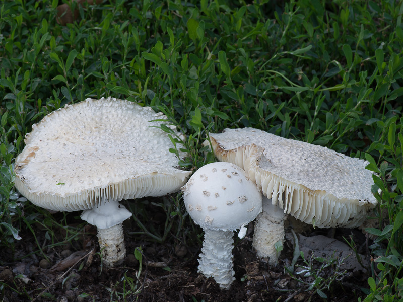 Amanita vittadinii